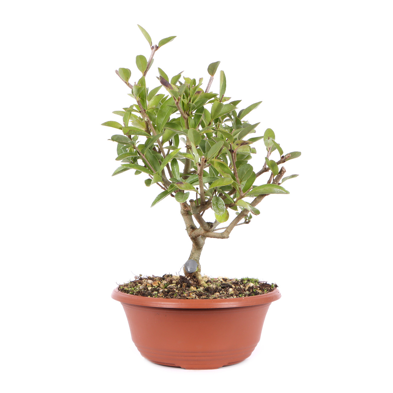 Seitenansicht rechts