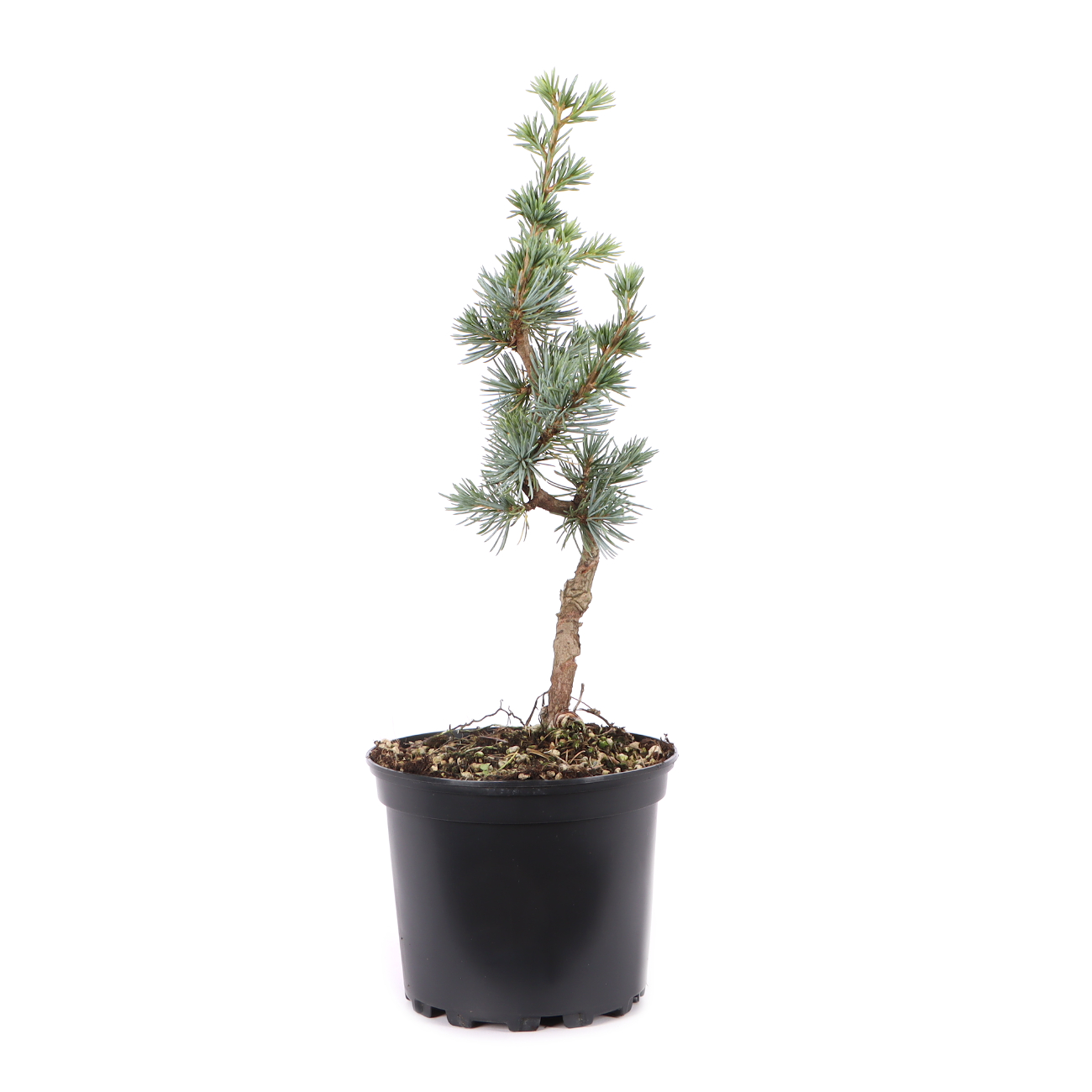 Cedrus atlantica 'Glauca'