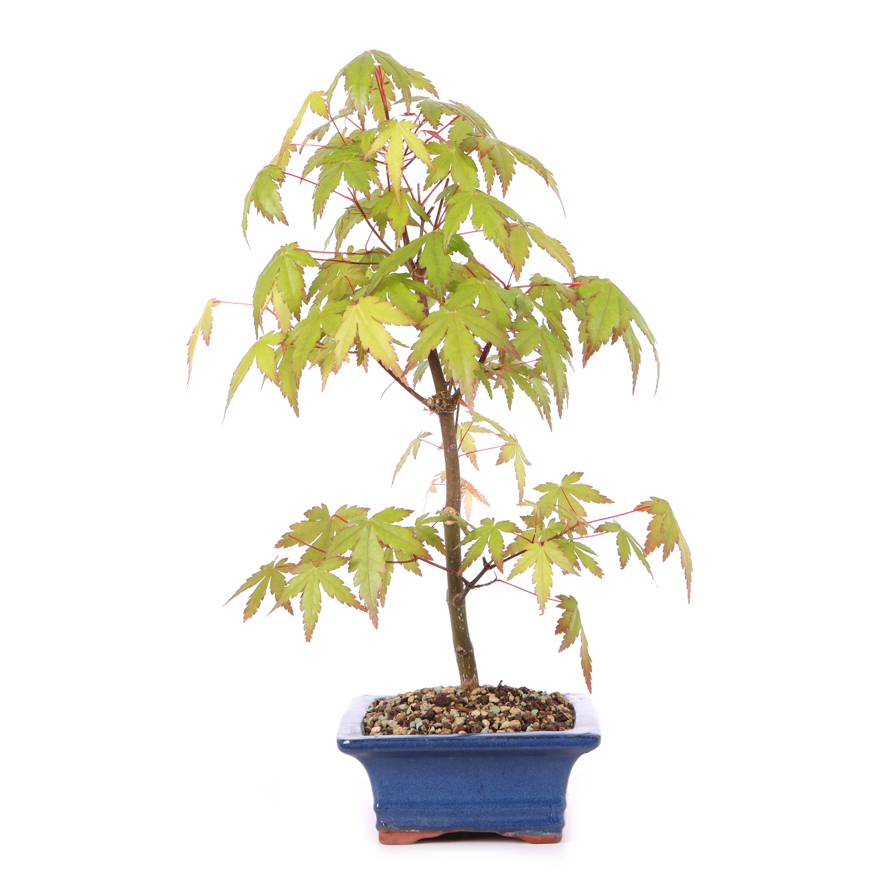 Acer palmatum