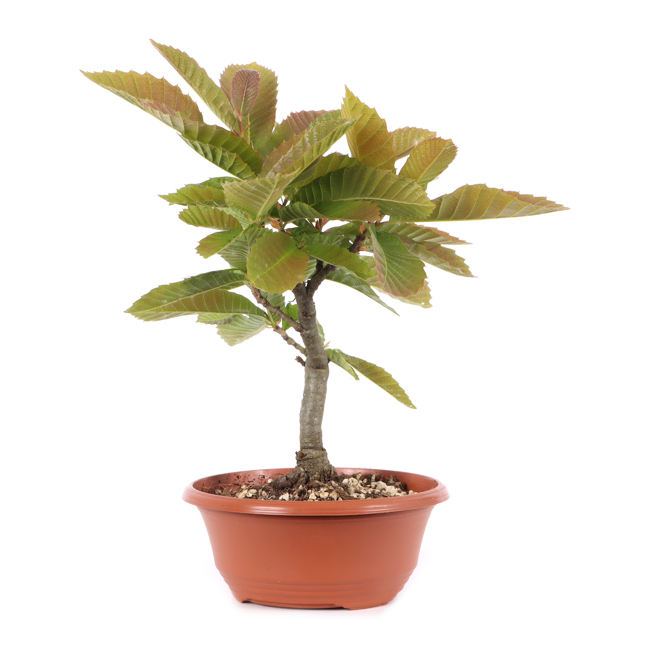 Castanea sativa