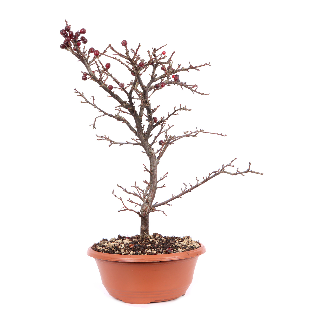 Cotoneaster praecox