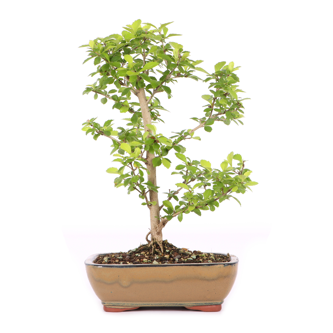 Duranta erecta