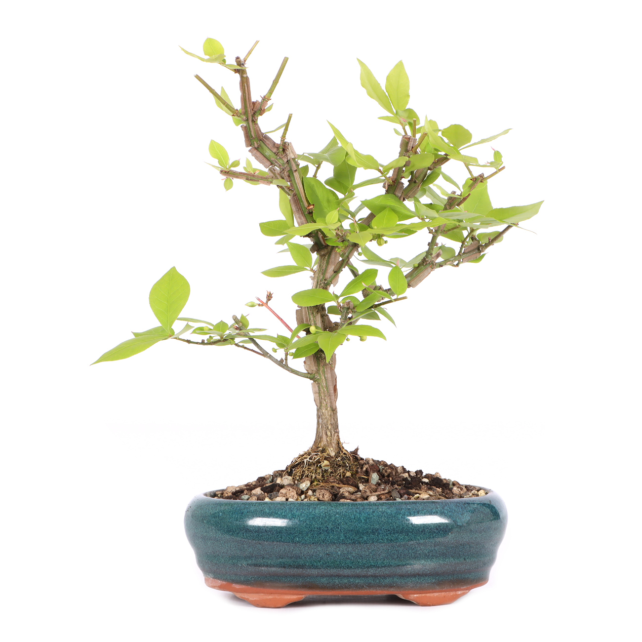 Euonymus alatus