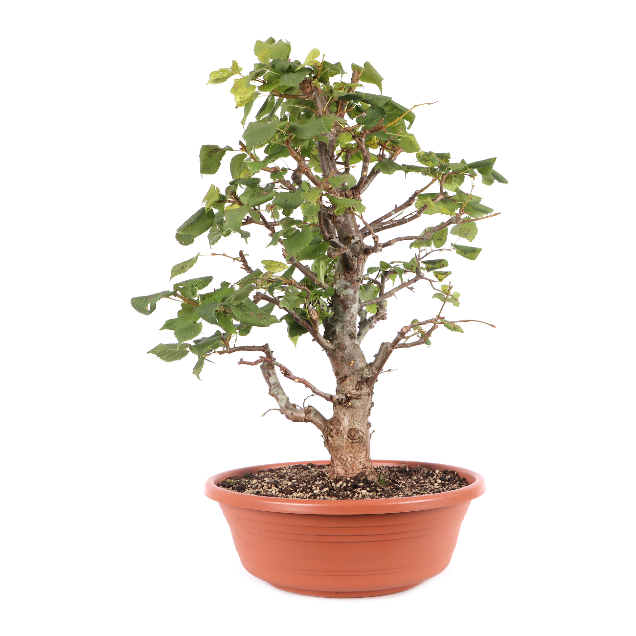 Tilia cordata