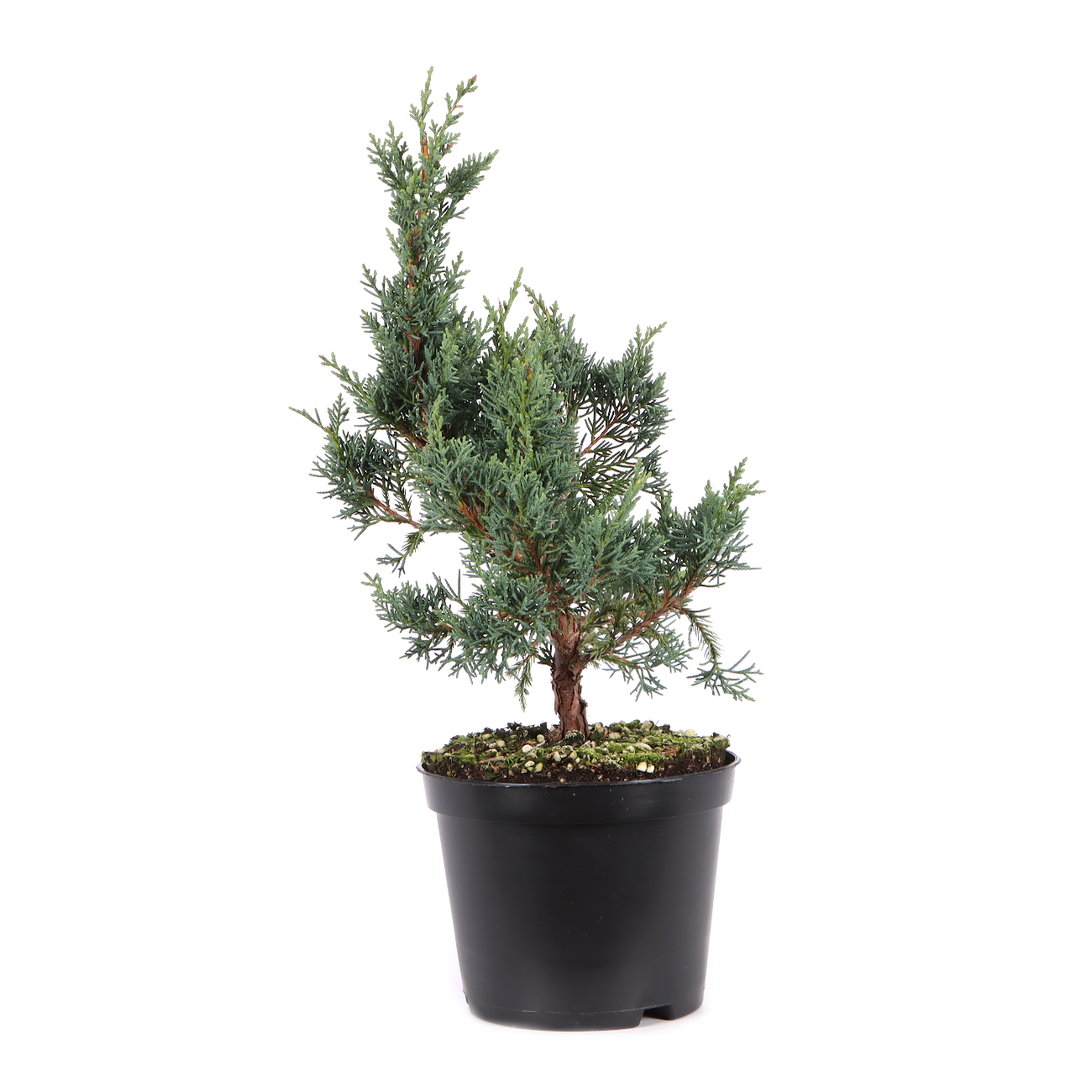 Juniperus chinensis ‘Blaauw‘