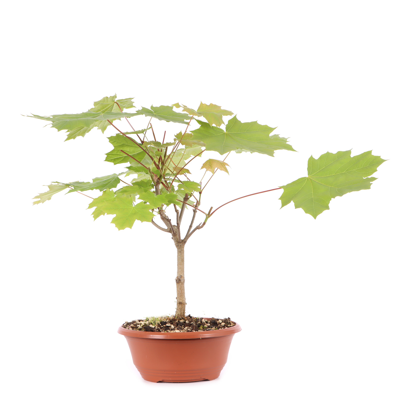 Acer platanoides