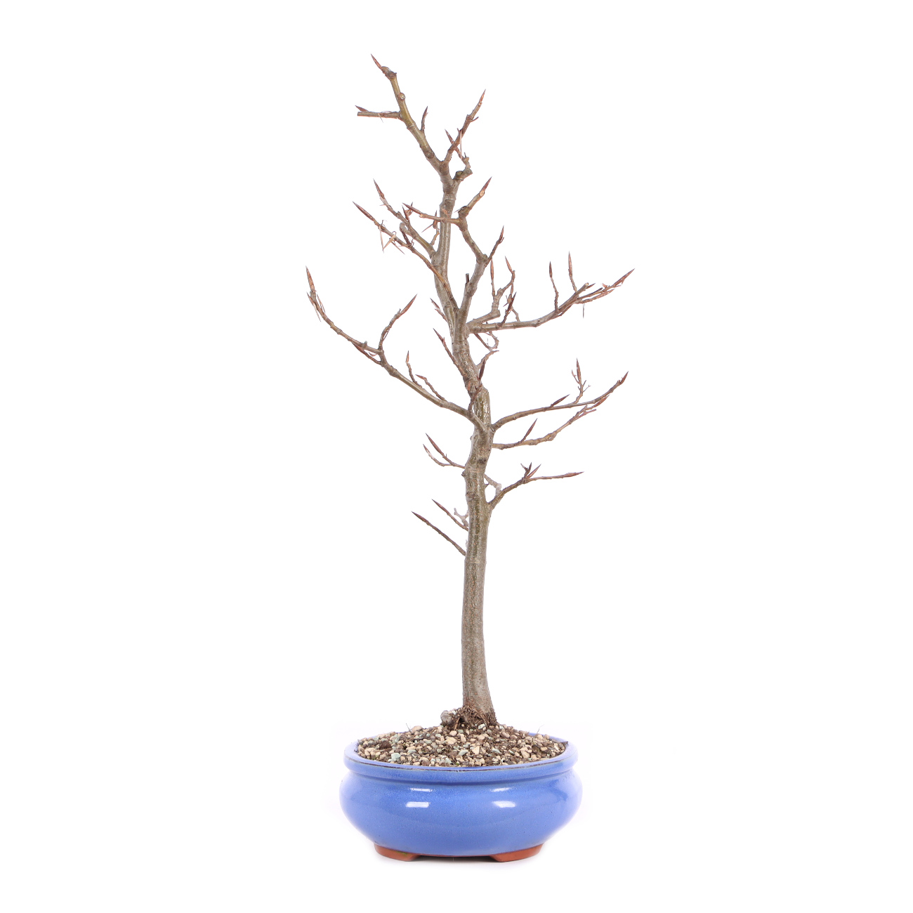 Fagus sylvatica