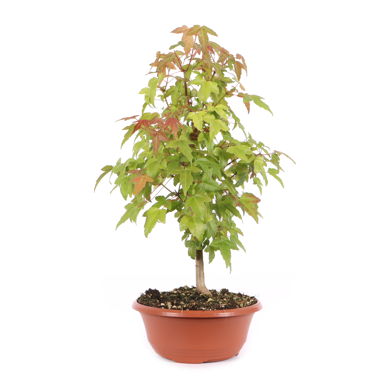Acer buergerianum