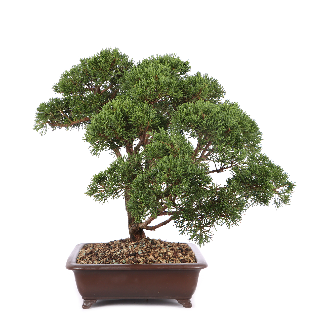 Juniperus chinensis