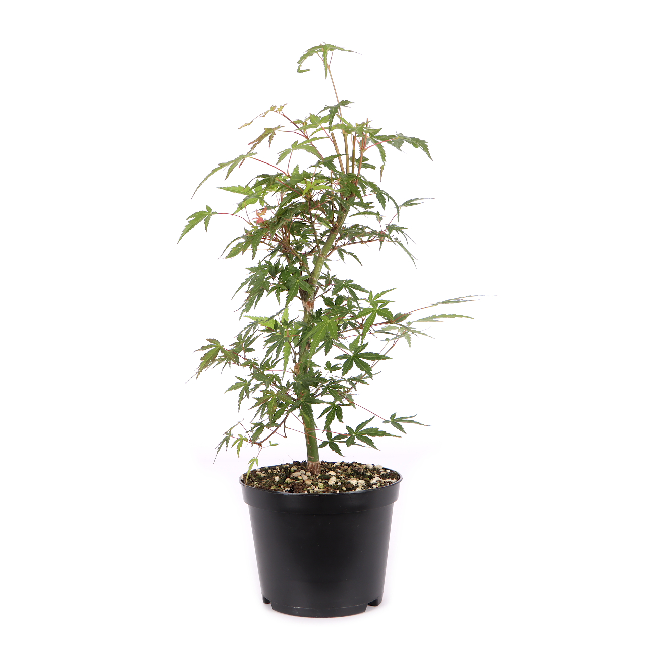 Acer palmatum