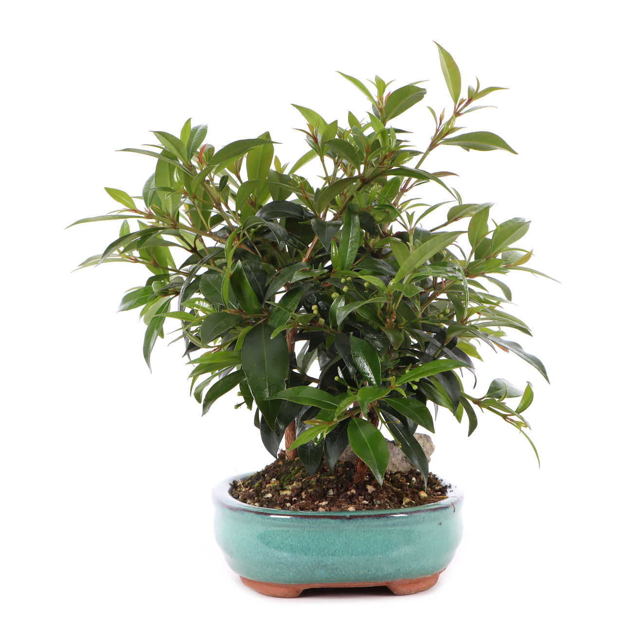 Syzygium paniculatum