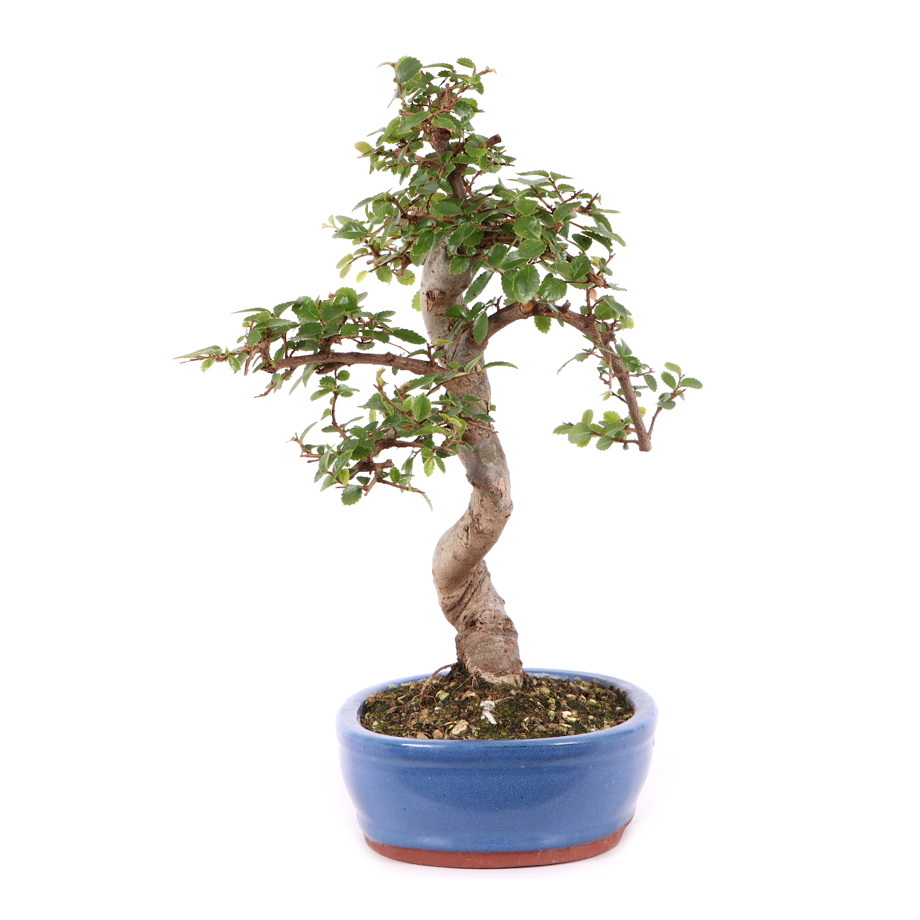 Ulmus parvifolia