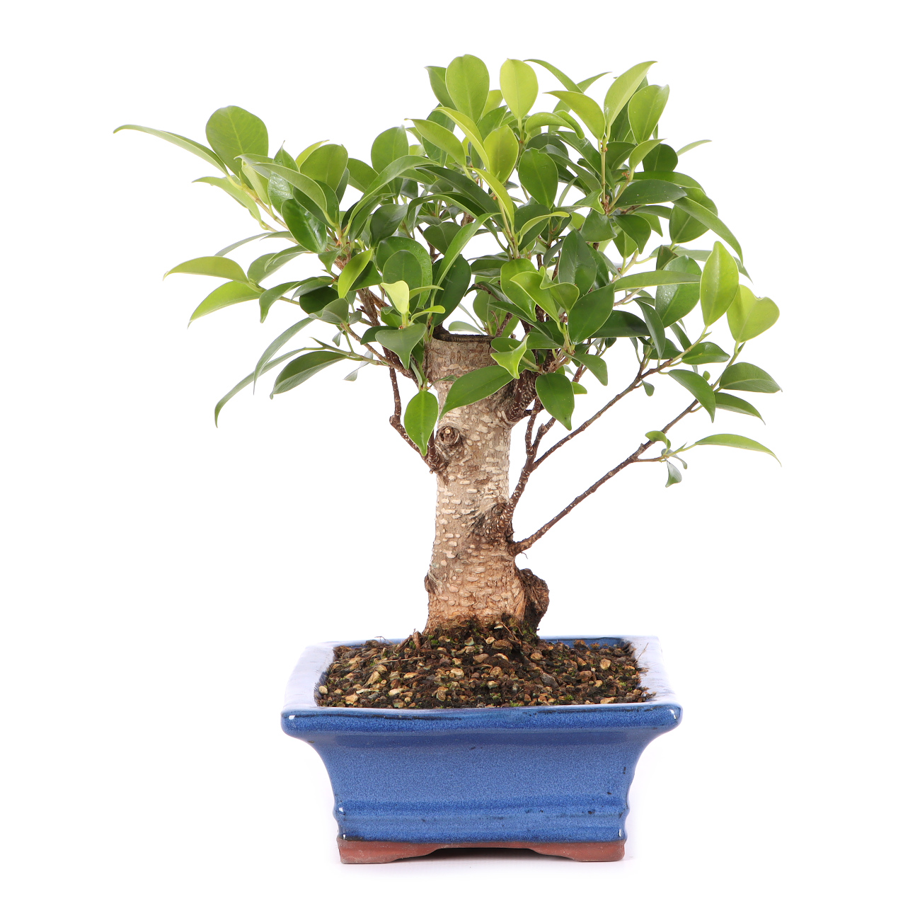 Ficus microcarpa 'Tiger Bark'