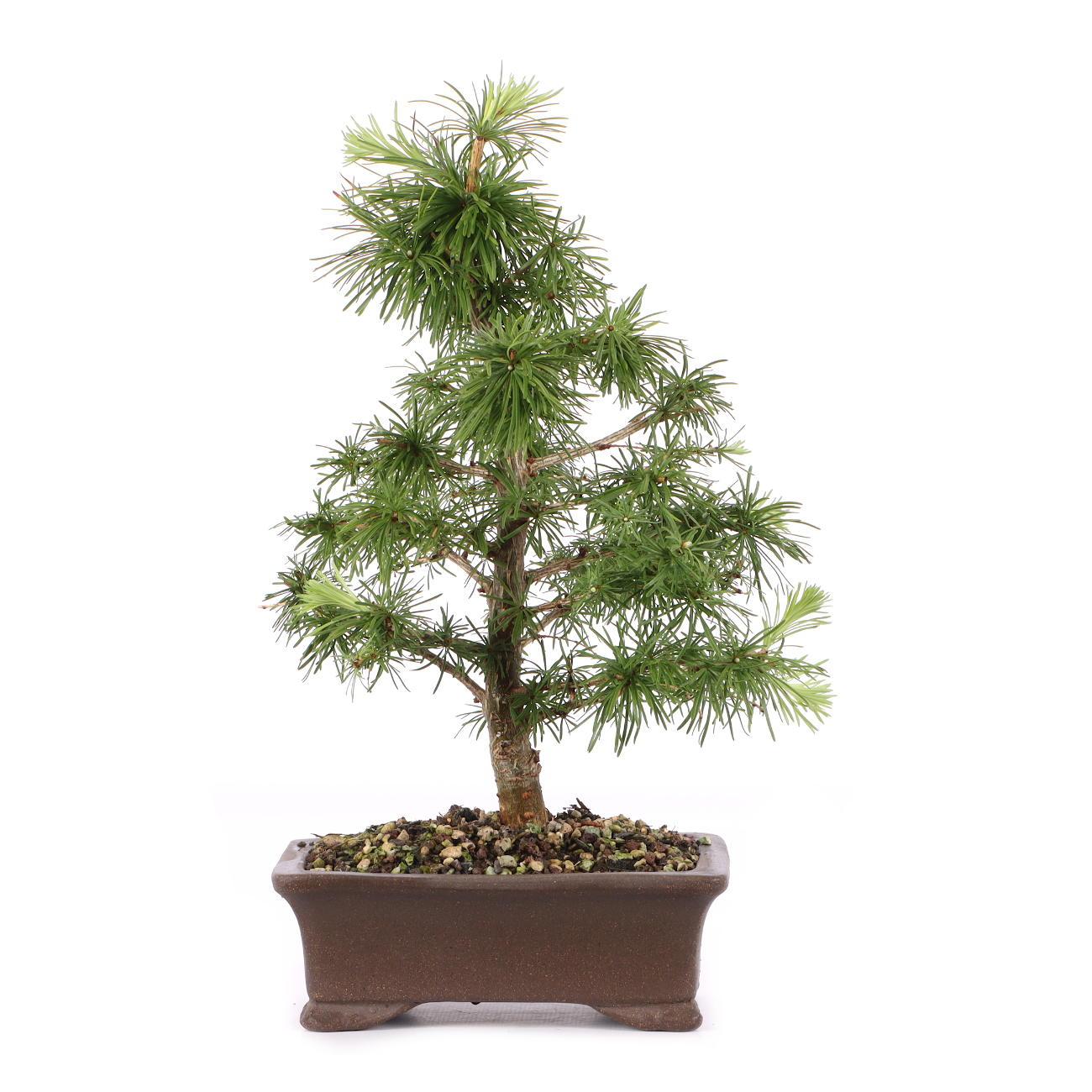 Larix decidua