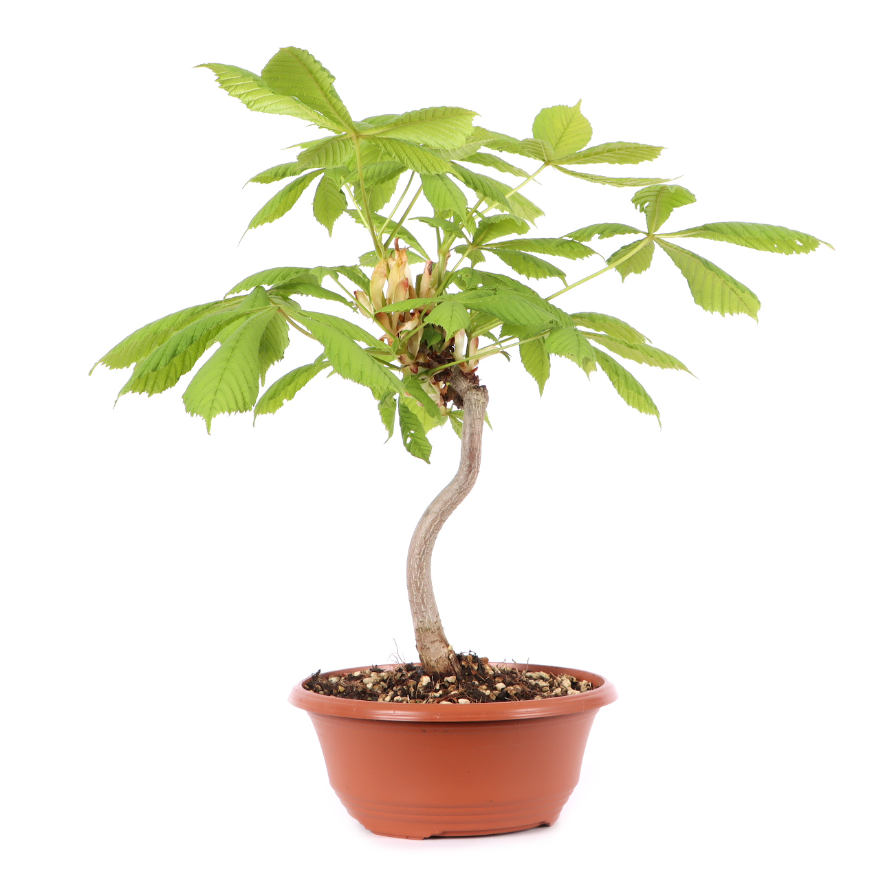 Aesculus hippocastanum