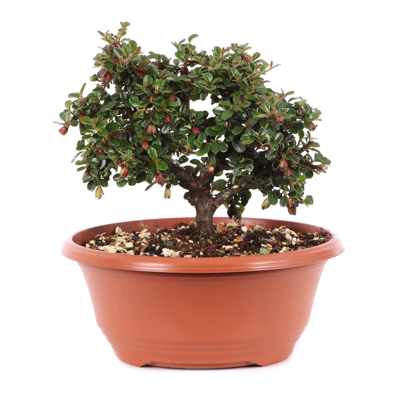Cotoneaster microphyllus 'Cochleatus'