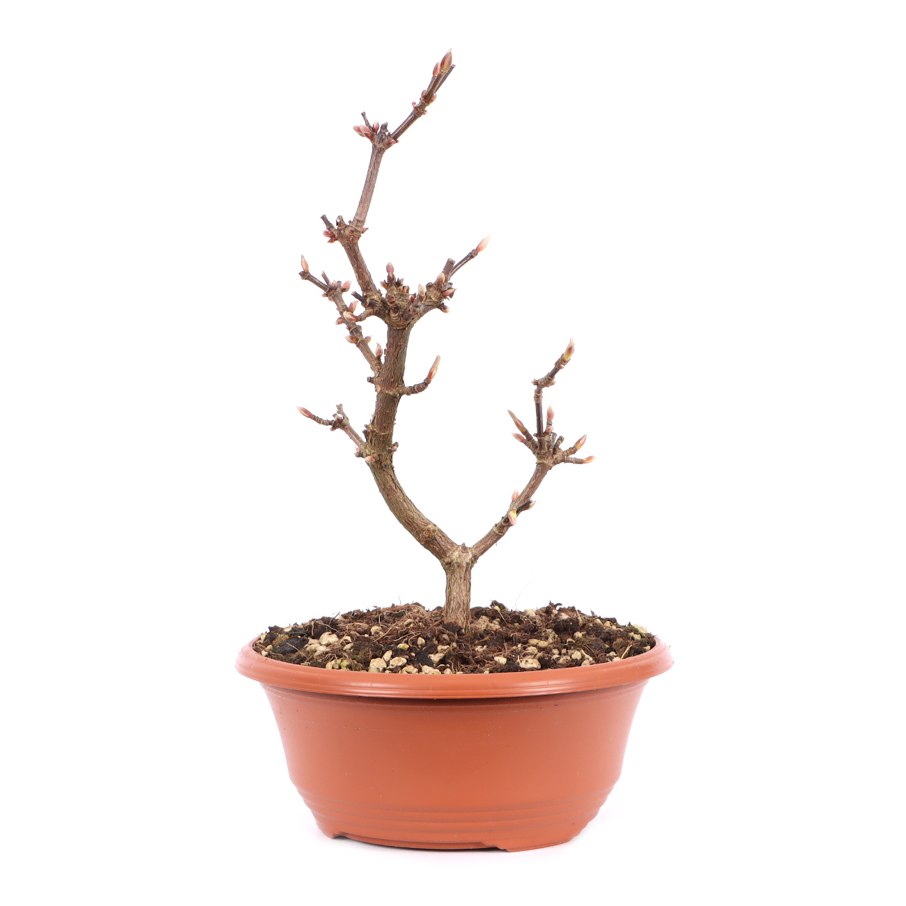 Viburnum x bodnantense 'Dawn'