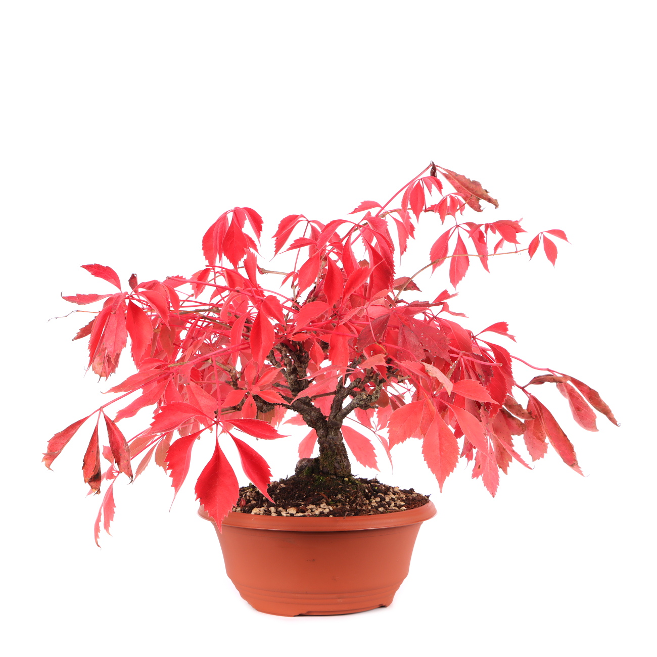 Parthenocissus quinquefolia