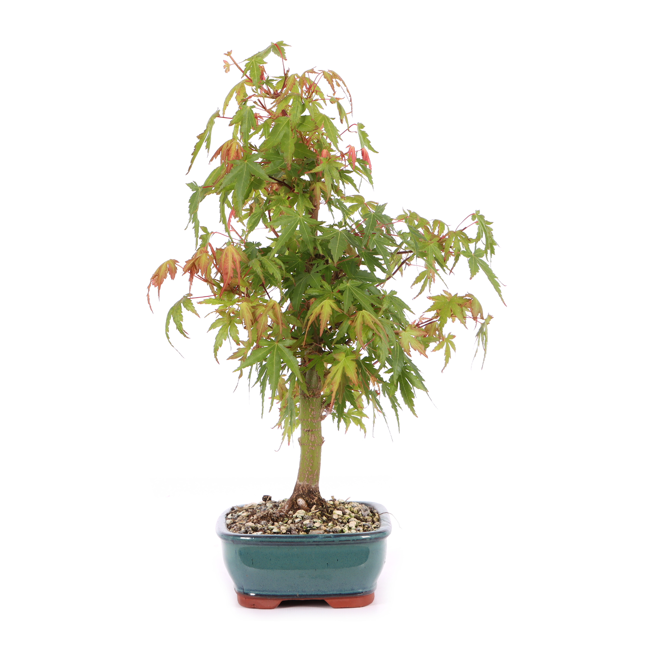 Acer palmatum