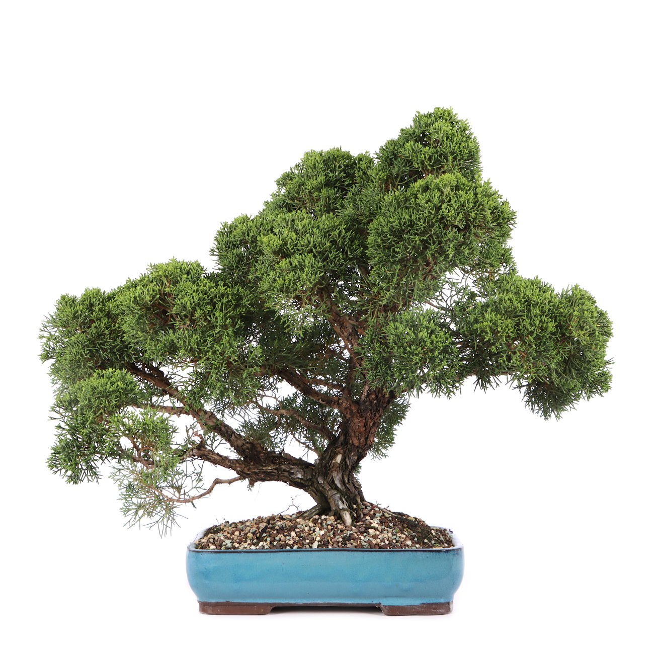Juniperus chinensis