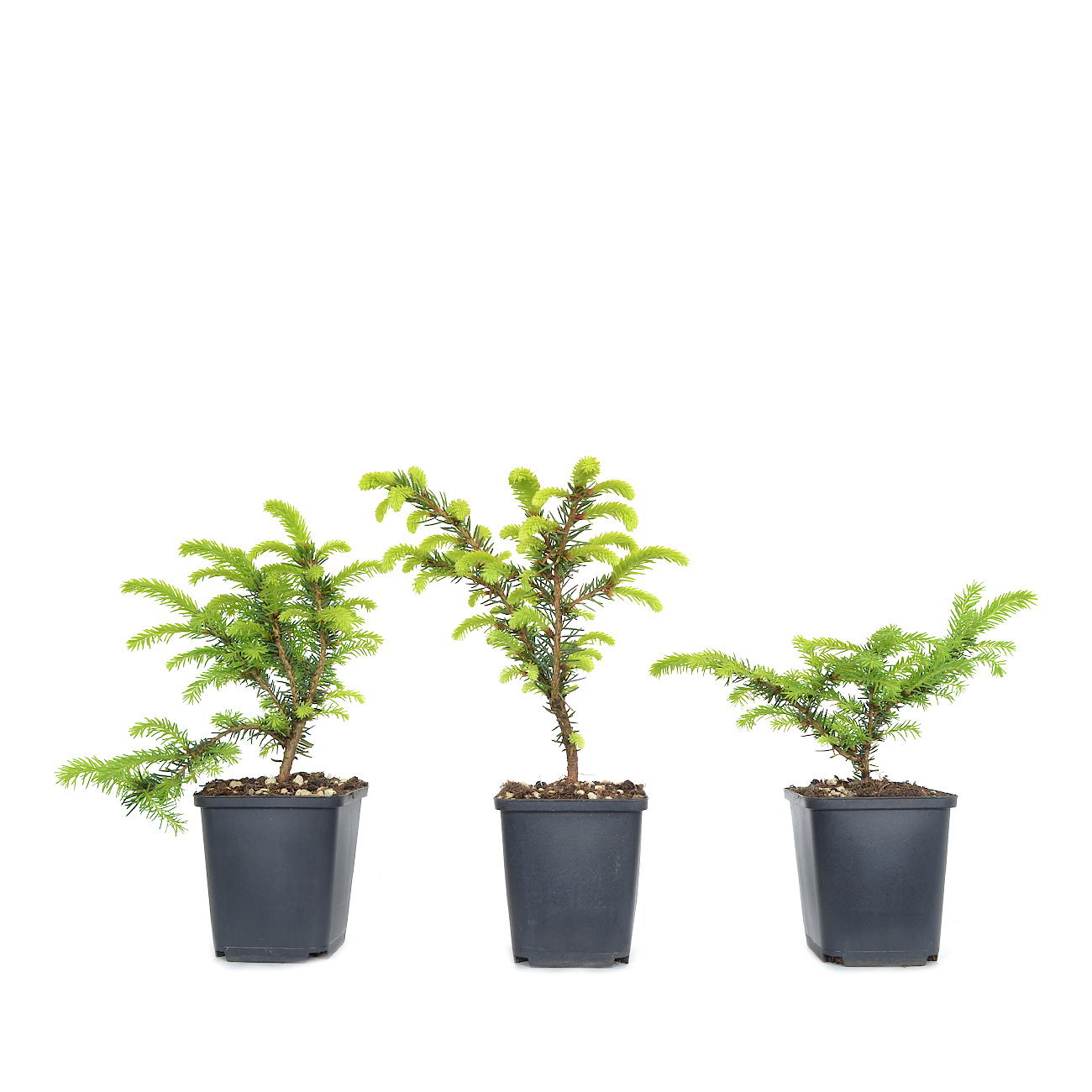 Picea abies 'Nidiformis'