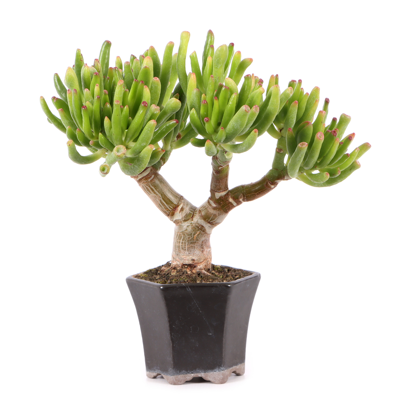 Crassula ovata 'Horn Tree'