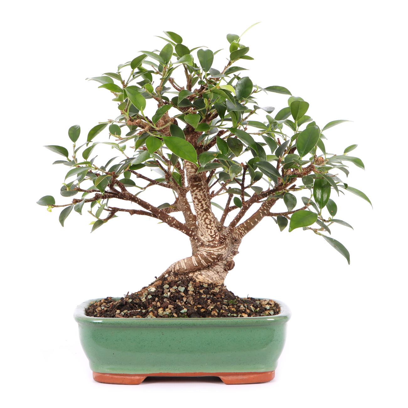 Ficus microcarpa 'Tiger Bark'