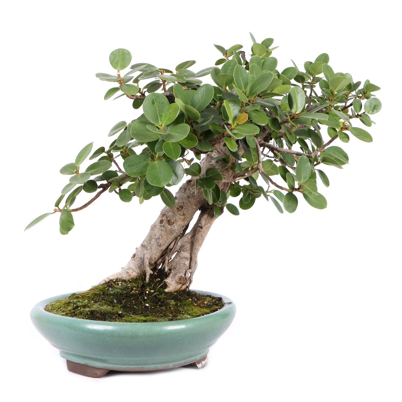 Seitenansicht rechts