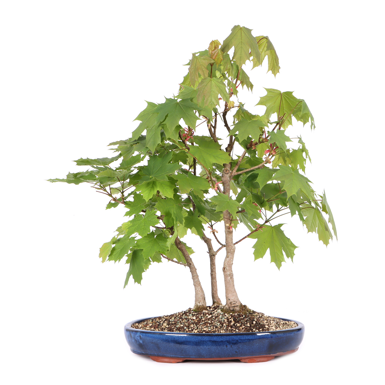 Acer platanoides