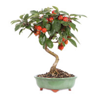 Vorderseite Vorderseite