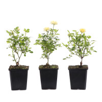 Rosa spec. - gelb