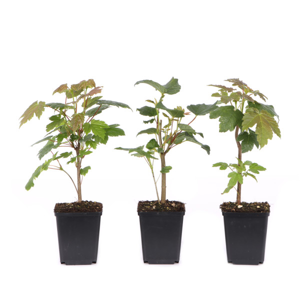 Acer pseudoplatanus
