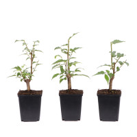 Celtis australis