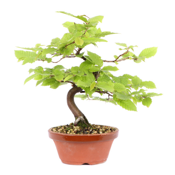 Carpinus betulus