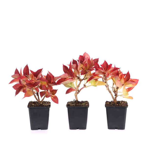 Hydrangea serrata 'Koreana'