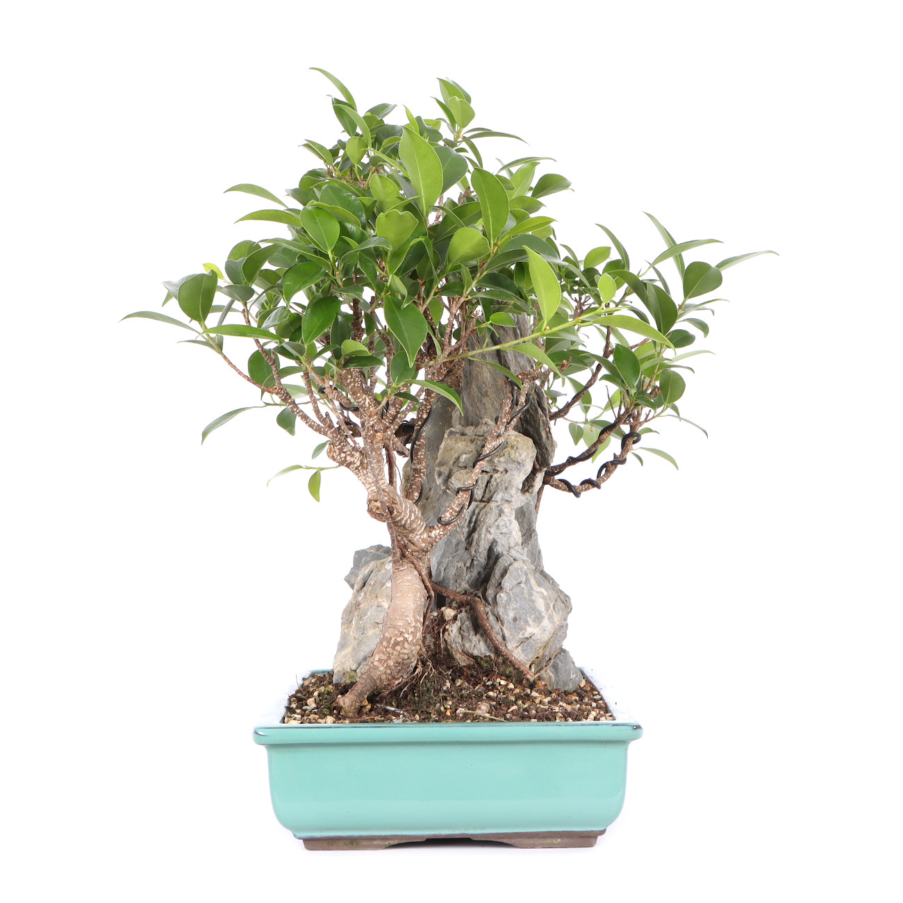 Ficus microcarpa 'Tiger Bark' Tropische Bonsai Bonsai Indoor
