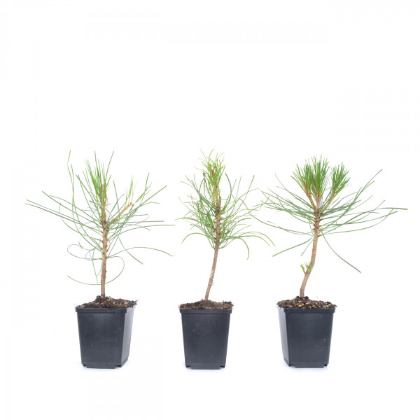 Pinus sylvestris