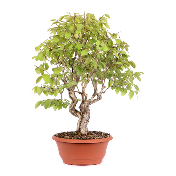 Lonicera xylosteum