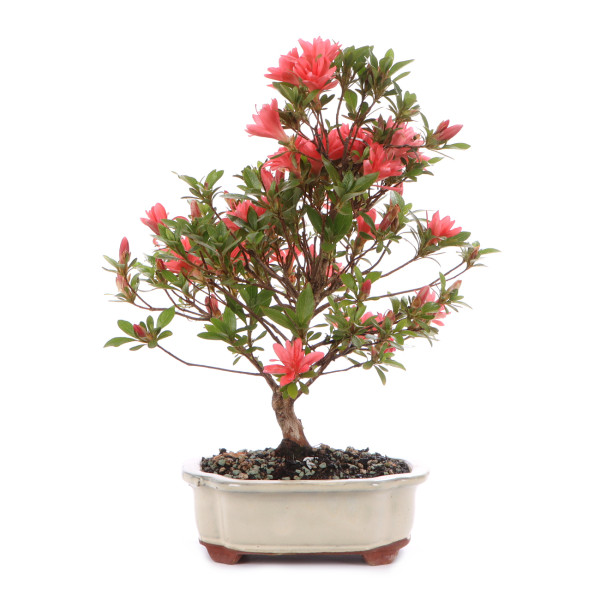 Rhododendron indicum 'Kikuhime'