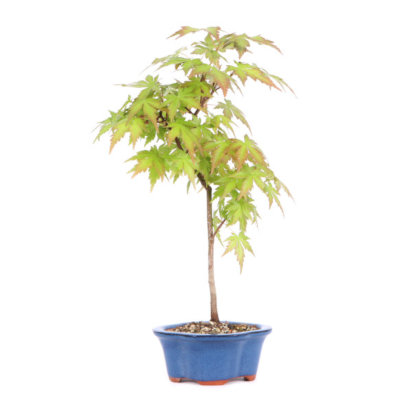 Acer palmatum