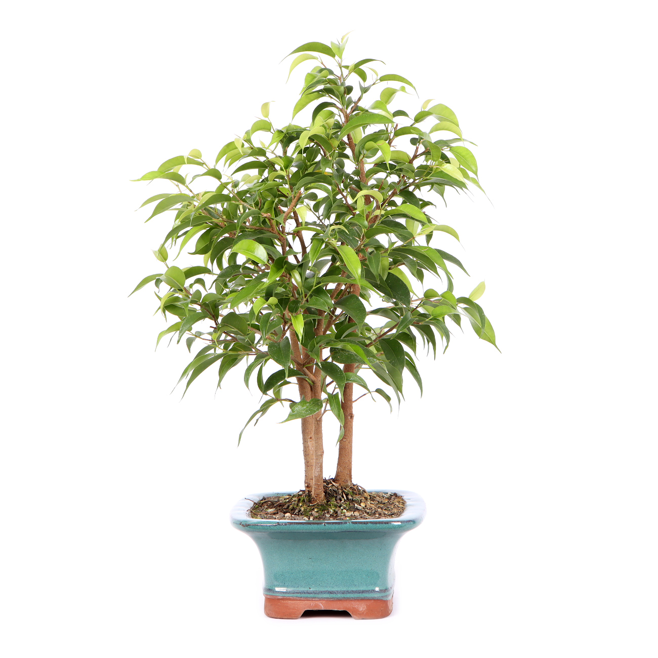 Ficus benjamina 'Natasja' Tropical Bonsai Indoor Bonsai Bonsai