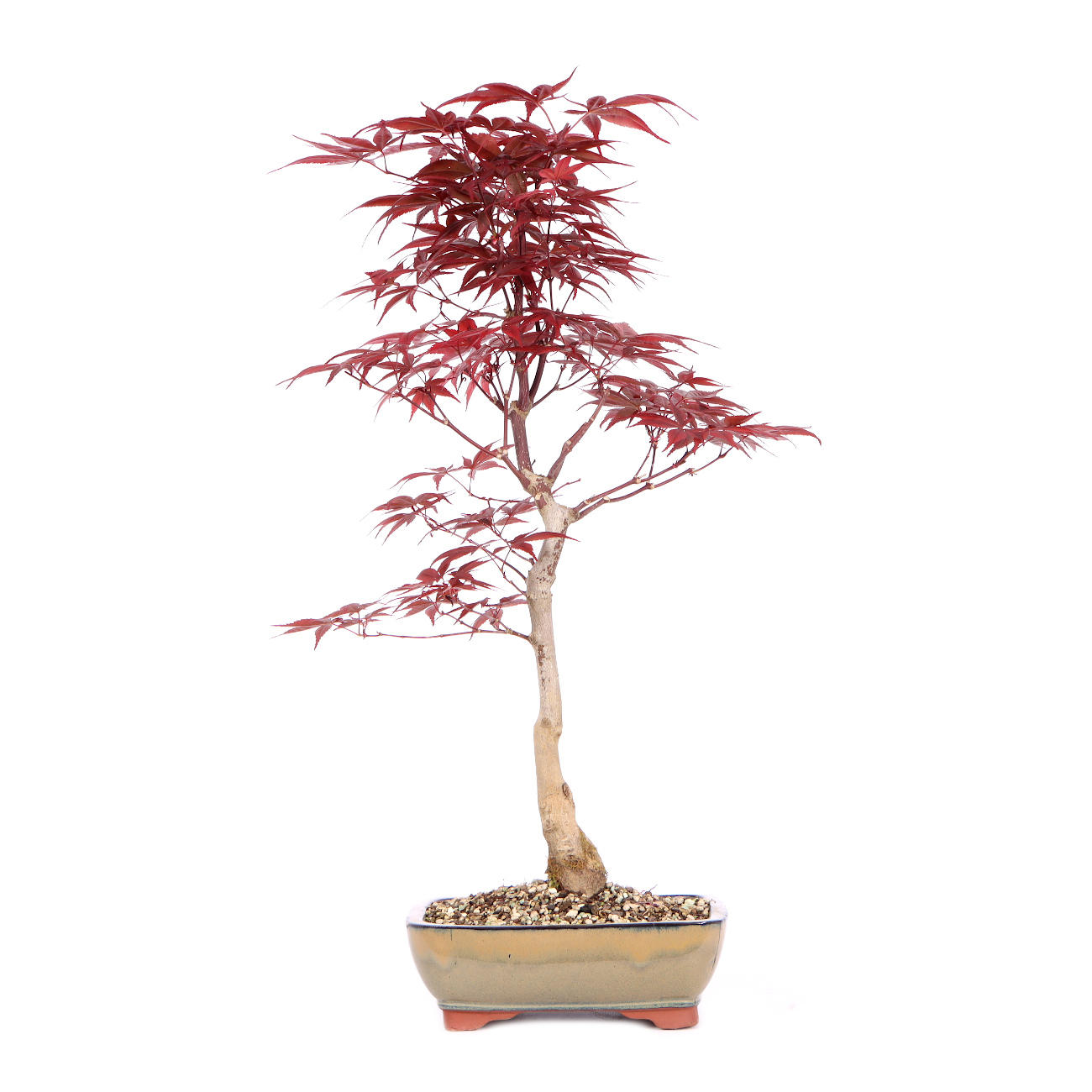 Acer palmatum 'Shojo-Nomura' | Bonsai | Outdoor Bonsai | Bonsai ...