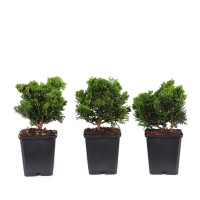 Chamaecyparis obtusa 'Nana Gracilis'