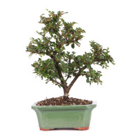 Vordewrseite