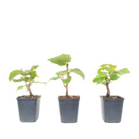 Corylus avellana