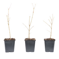 Vorschau: Acer buergerianum Vorschau: Acer buergerianum