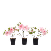 Rhododendron indicum 'Hilda Niblet'