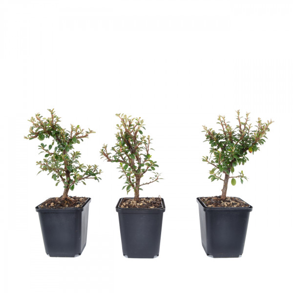 Cotoneaster dammeri 'Skogholm'