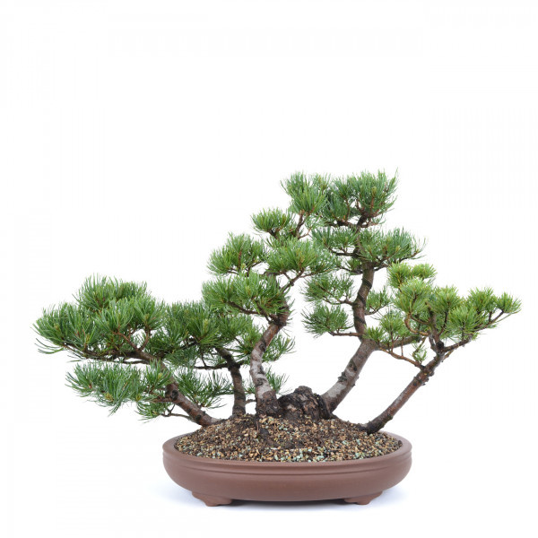 Mädchenkiefer Pinus parviflora Glauca 25-30cm  Bonsai geeignet