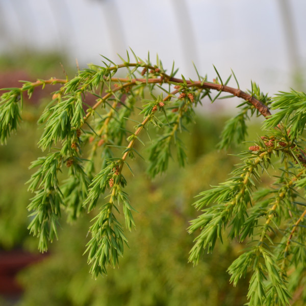 Juniperus Communis 'Horstmann' | Pre-Bonsai | Bonsai Outdoor | Bonsai ...